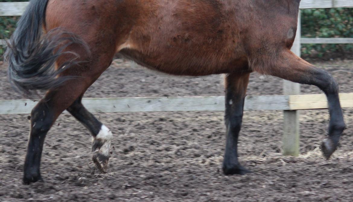 Oldenborg Phoebe de Ville - knap 2 år - den første passage :O billede 10