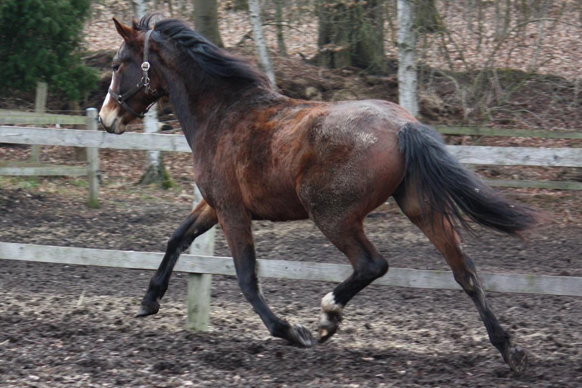 Oldenborg Phoebe de Ville - knap 2 år og vinterpels billede 11