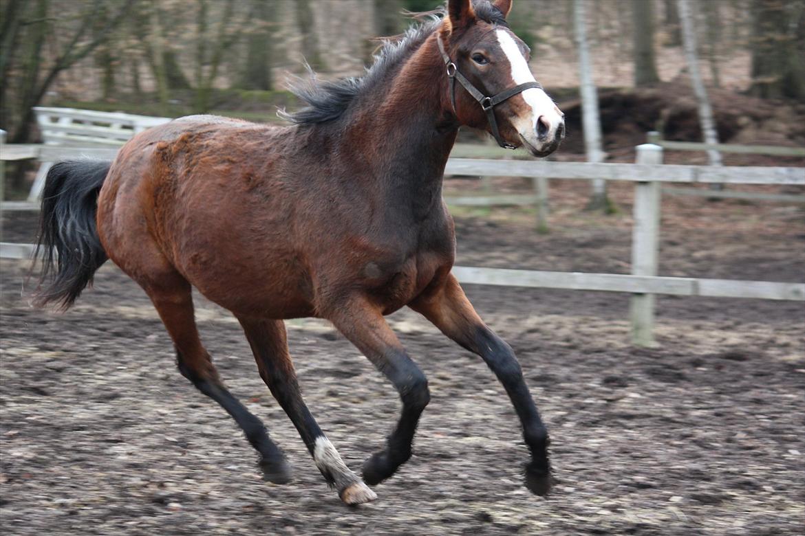 Oldenborg Phoebe de Ville - knap 2 år - i leg på banen billede 12