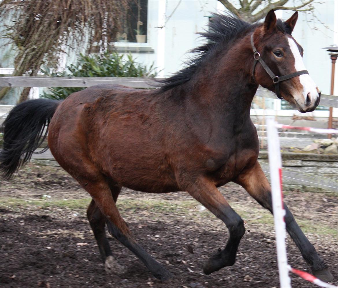 Oldenborg Phoebe de Ville - knap 2 år og første løsspringning billede 13