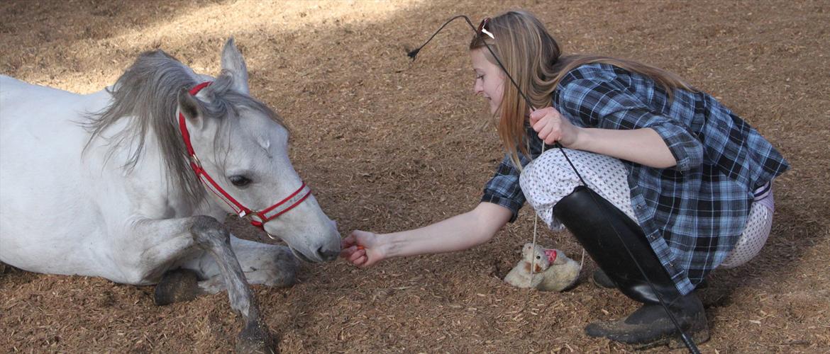 Kaspisk hest Rosmear Aram | Geden/Æsel - Rulletur - Anne N. Rokkjær billede 13