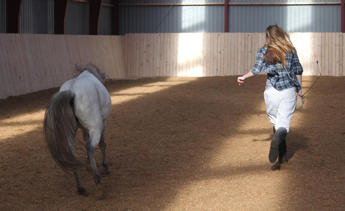 Kaspisk hest Rosmear Aram | Geden/Æsel - Leg, leg og atter leg - Anne N. Rokkjær billede 4