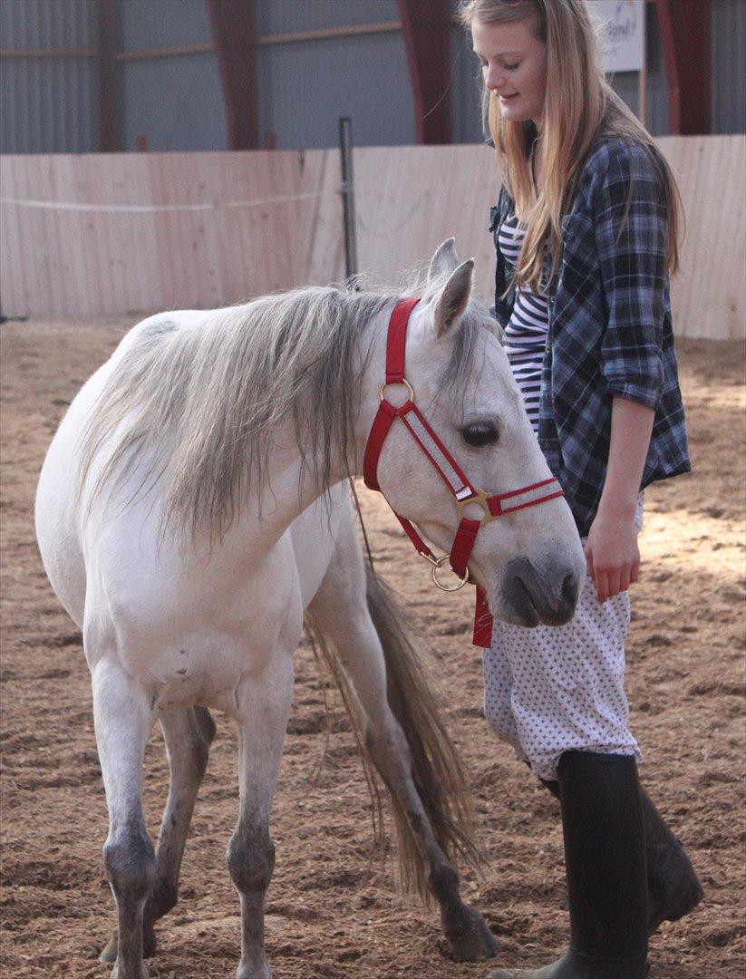 Kaspisk hest Rosmear Aram | Geden/Æsel - Bagpartsvending - Anne N. Rokkjær billede 10