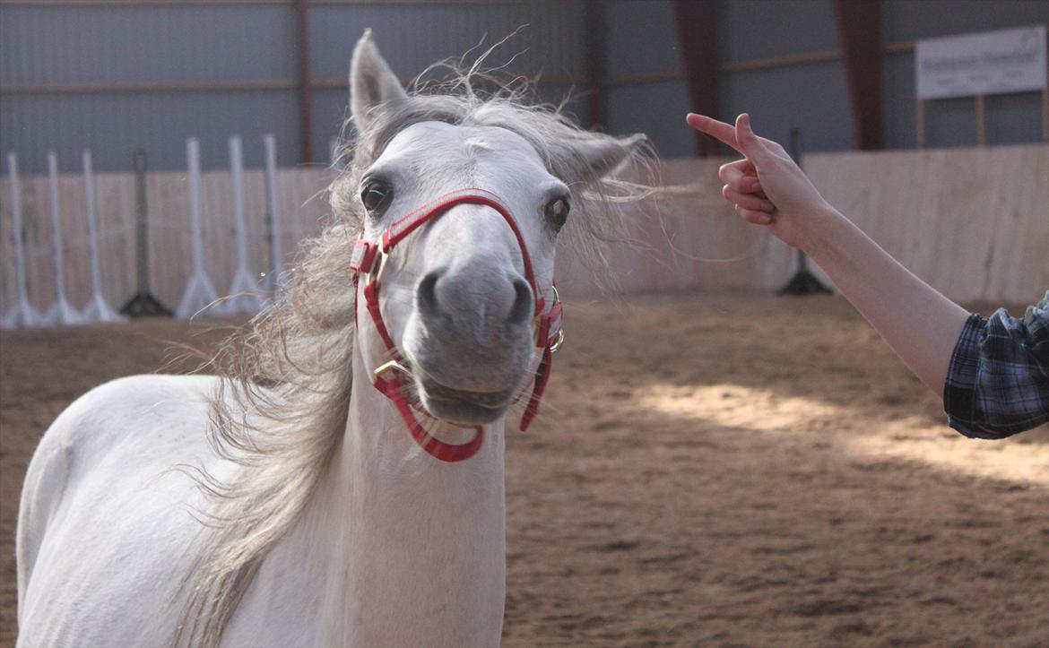 Kaspisk hest Rosmear Aram | Geden/Æsel - Shake it! - Anne N. Rokkjær billede 15