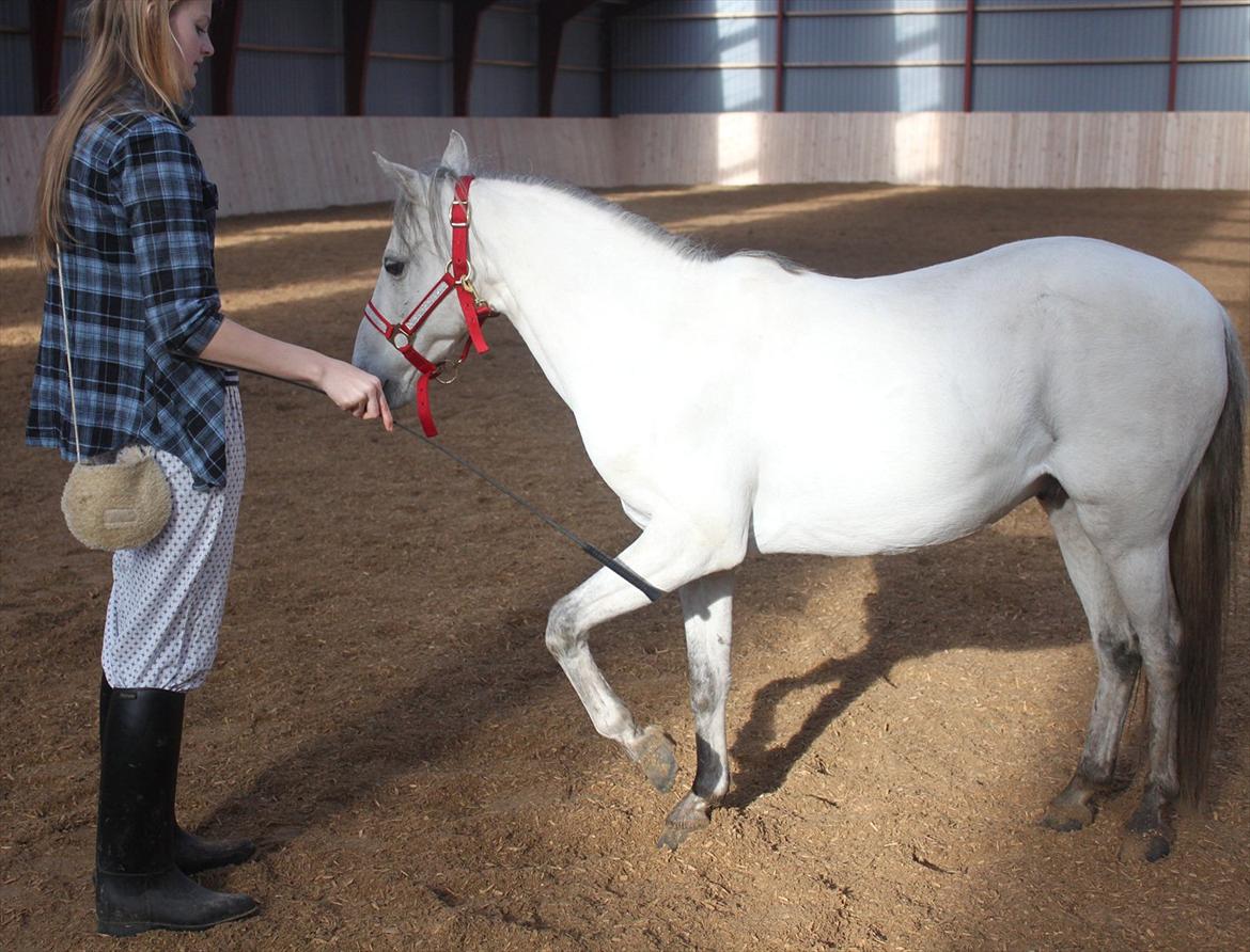 Kaspisk hest Rosmear Aram | Geden/Æsel - Spanish - Anne N. Rokkjær billede 16