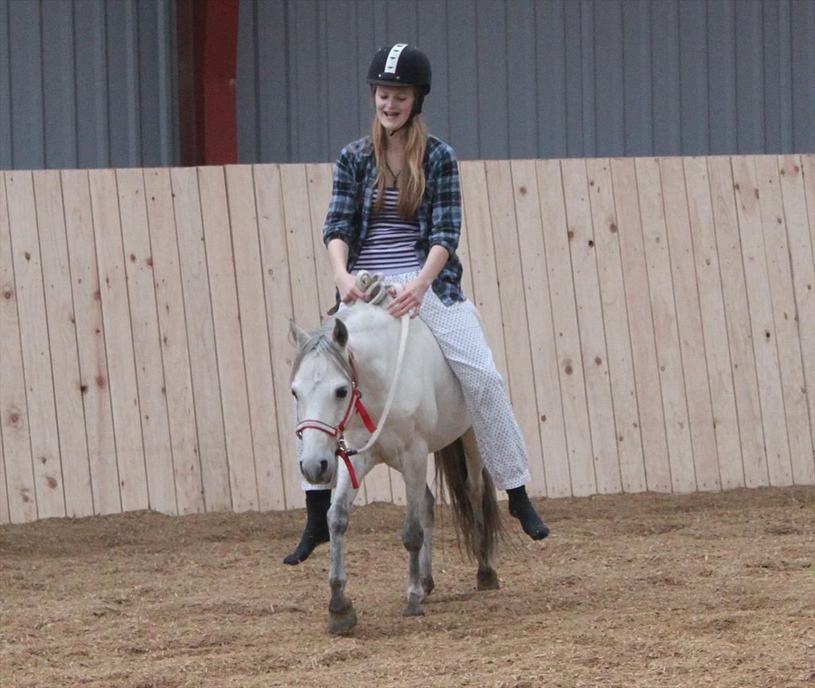 Kaspisk hest Rosmear Aram | Geden/Æsel - RIDNING <333333 - Anne N. Rokkjær billede 8