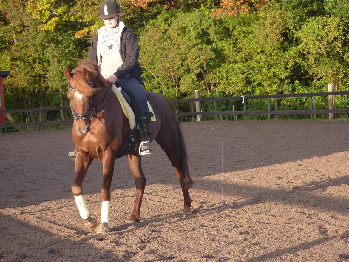 Dansk Varmblod DonnarinaF billede 12