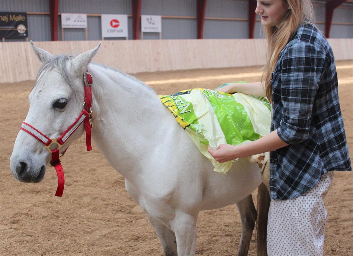 Kaspisk hest Rosmear Aram | Geden/Æsel - Plastikposetræning - Anne N. Rokkjær billede 18