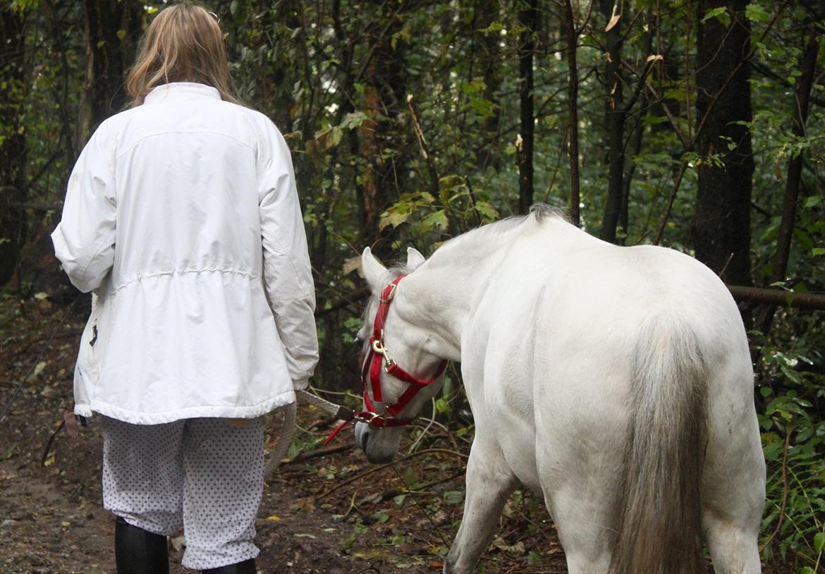Kaspisk hest Rosmear Aram | Geden/Æsel - Skovtur - Anne N. Rokkjær billede 7