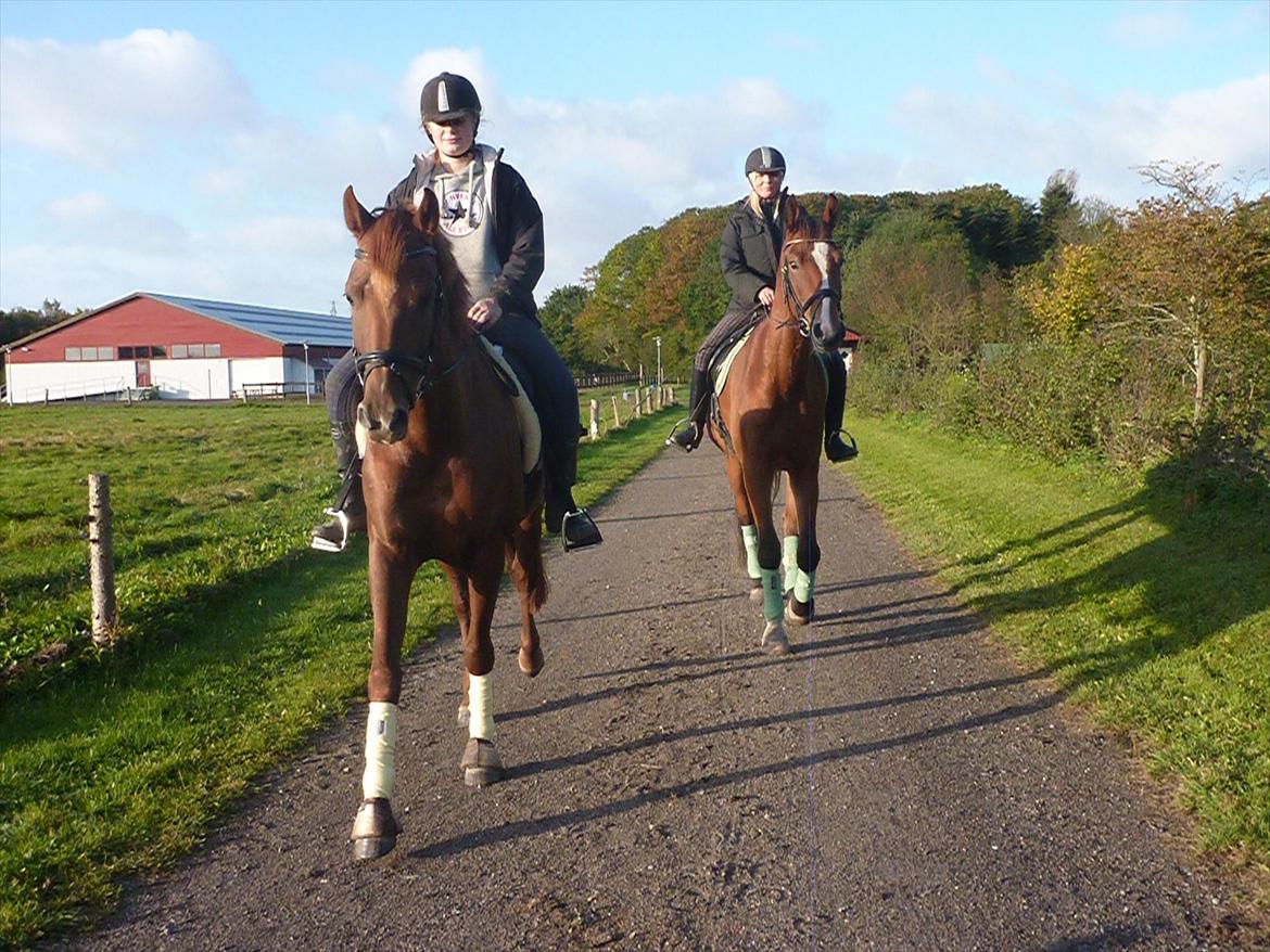 Dansk Varmblod DonnarinaF billede 13