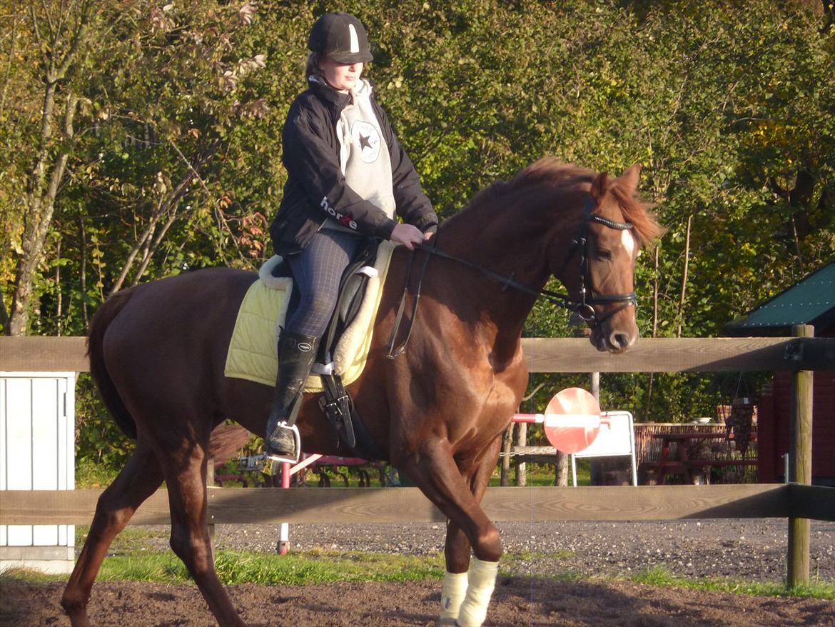 Dansk Varmblod DonnarinaF billede 18