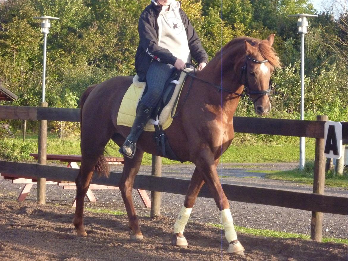 Dansk Varmblod DonnarinaF billede 2