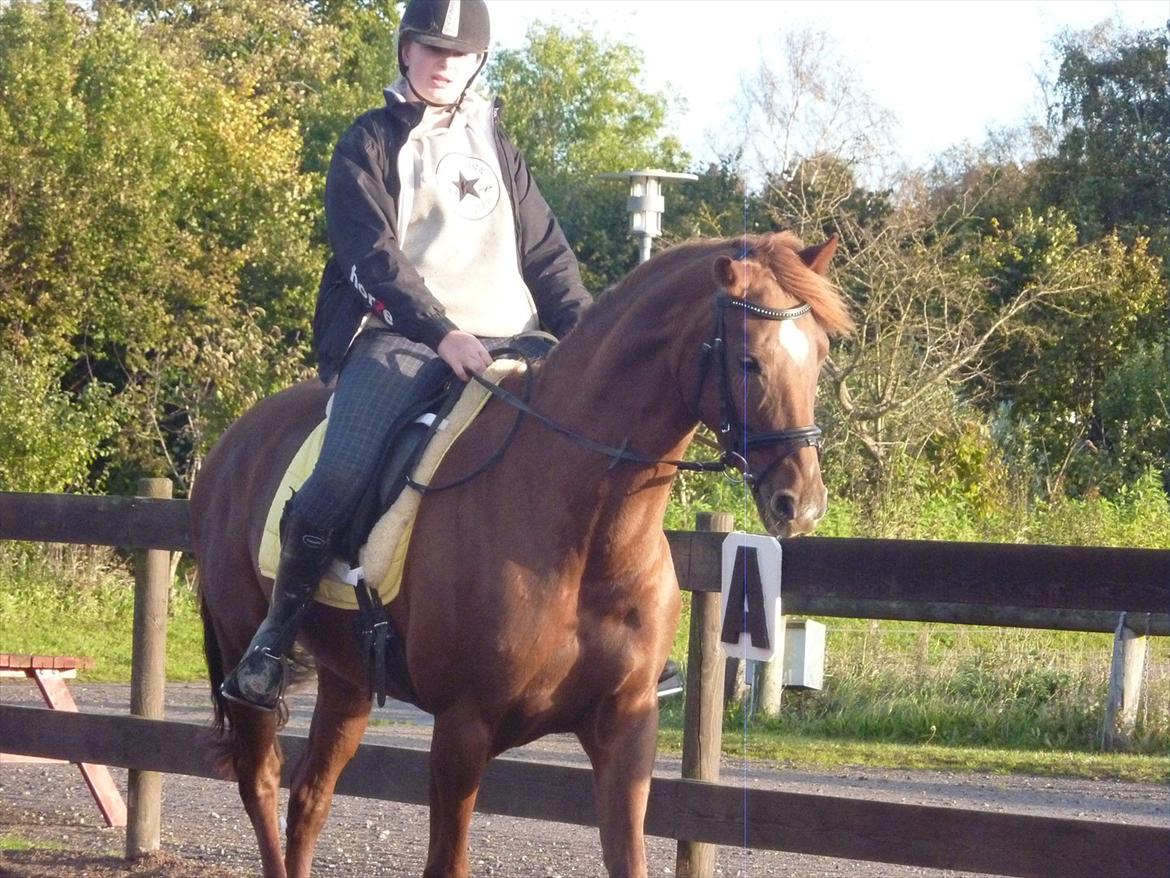 Dansk Varmblod DonnarinaF billede 15