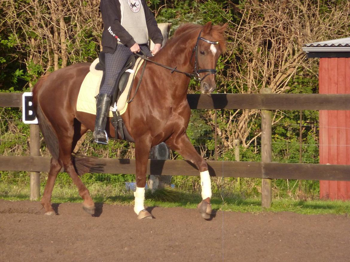 Dansk Varmblod DonnarinaF billede 17