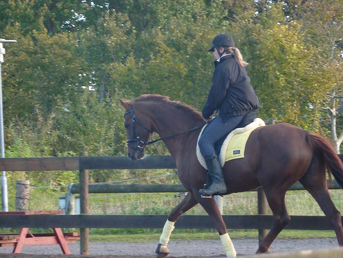 Dansk Varmblod DonnarinaF billede 8