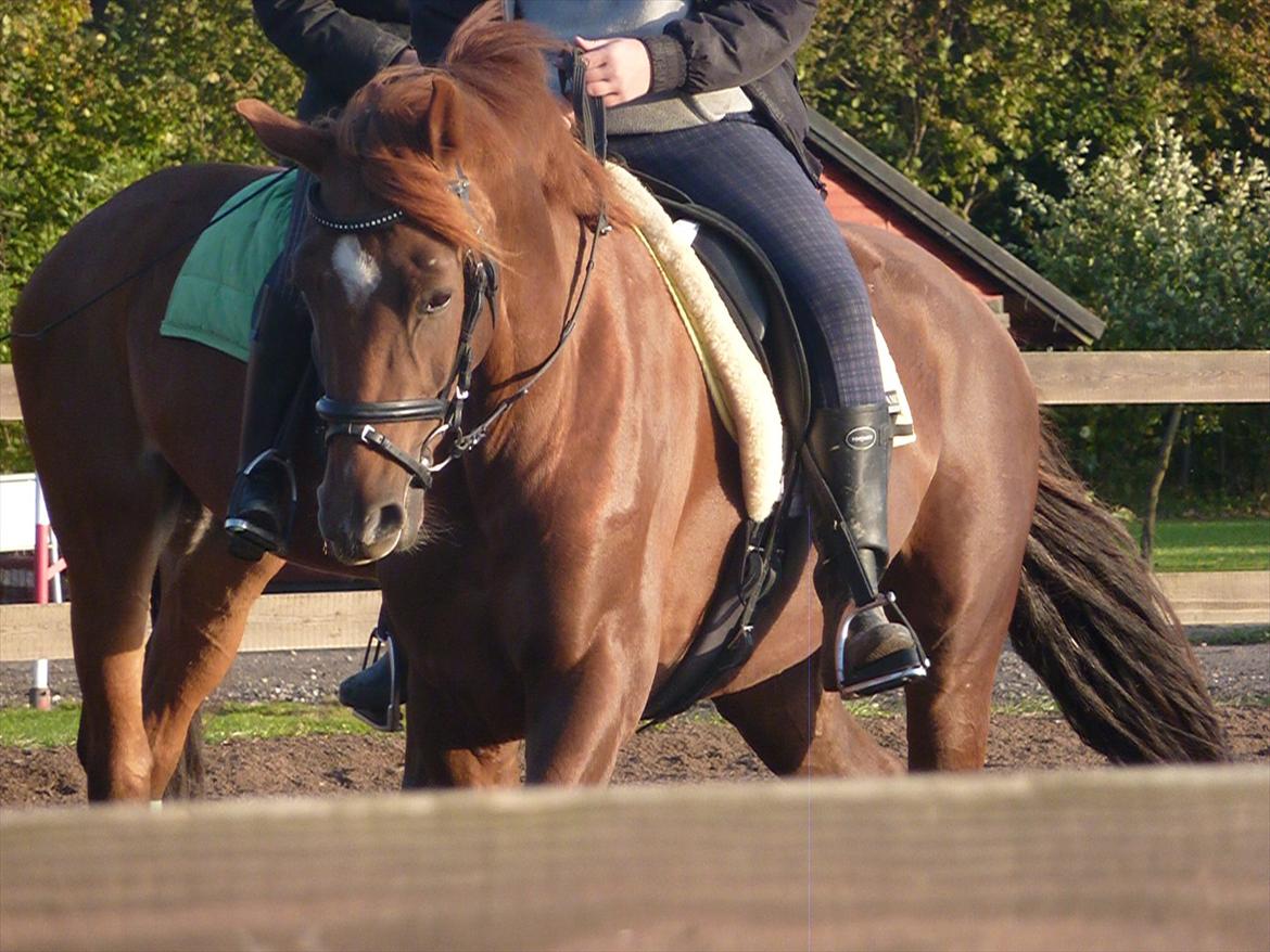 Dansk Varmblod DonnarinaF billede 16