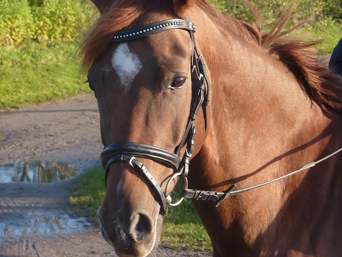 Dansk Varmblod DonnarinaF billede 1