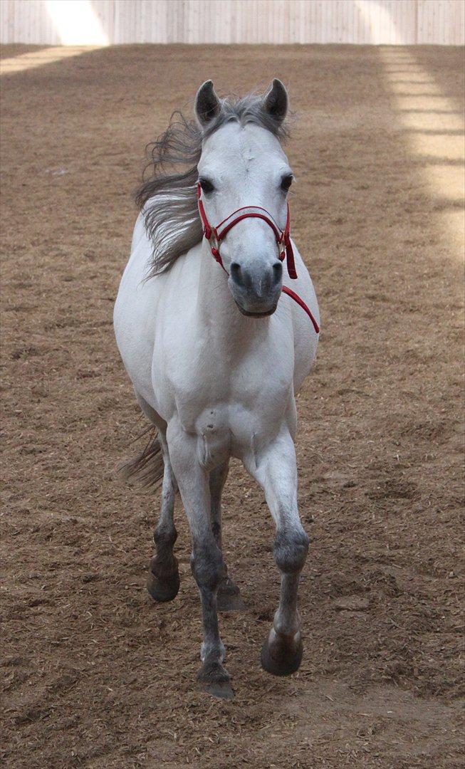 Kaspisk hest Rosmear Aram | Geden/Æsel - Have you ever been in love? I have, and I am <3 - Anne N. Rokkjær billede 11