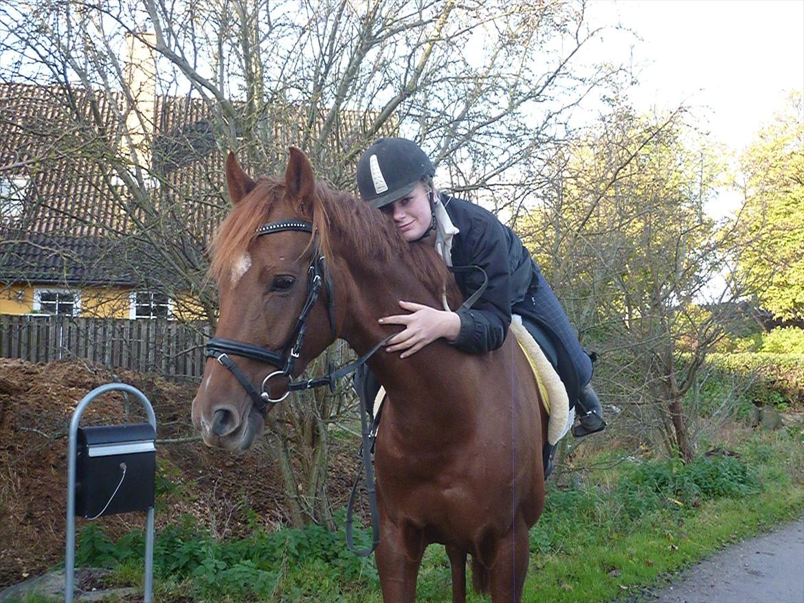 Dansk Varmblod DonnarinaF billede 10