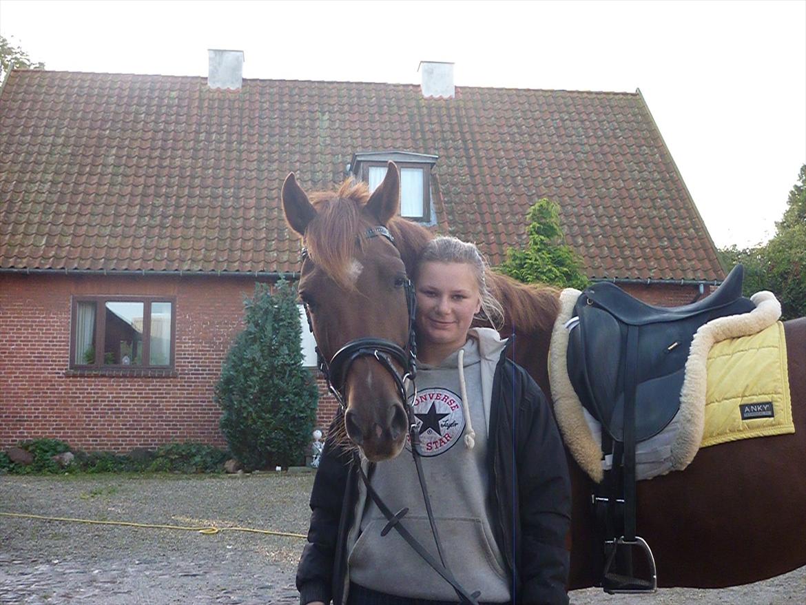 Dansk Varmblod DonnarinaF billede 19