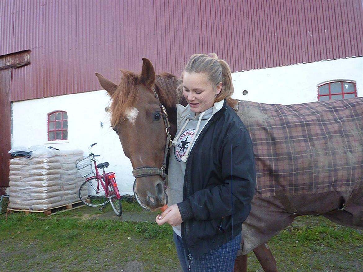 Dansk Varmblod DonnarinaF billede 3