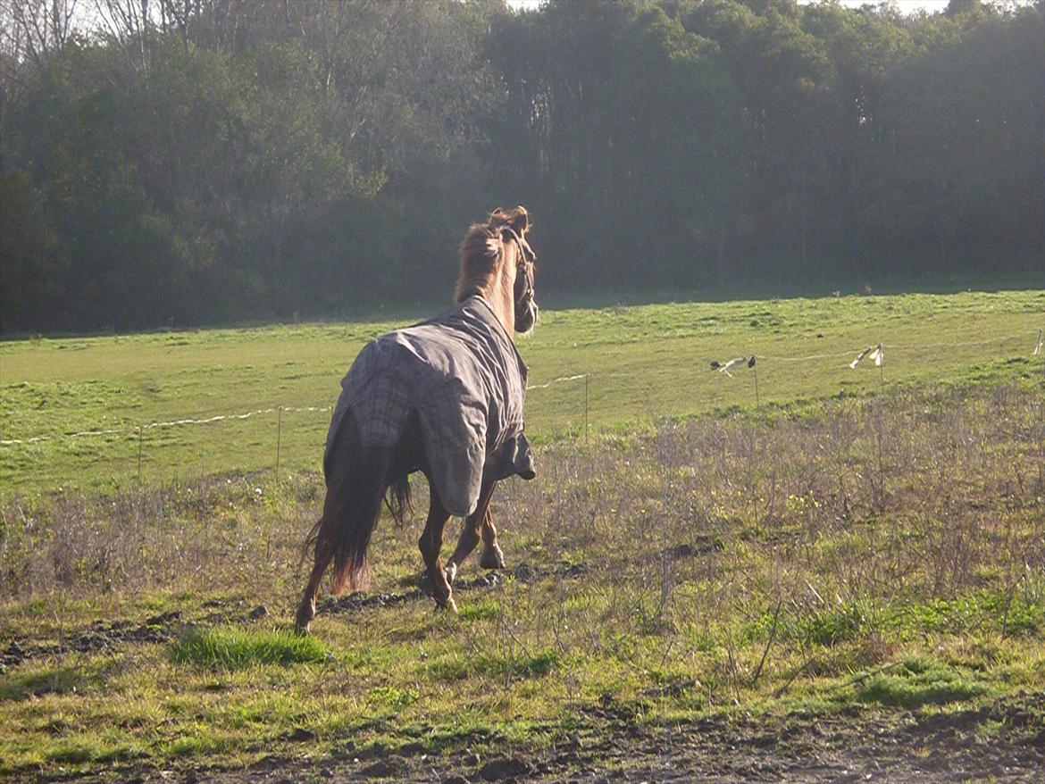 Dansk Varmblod DonnarinaF billede 20
