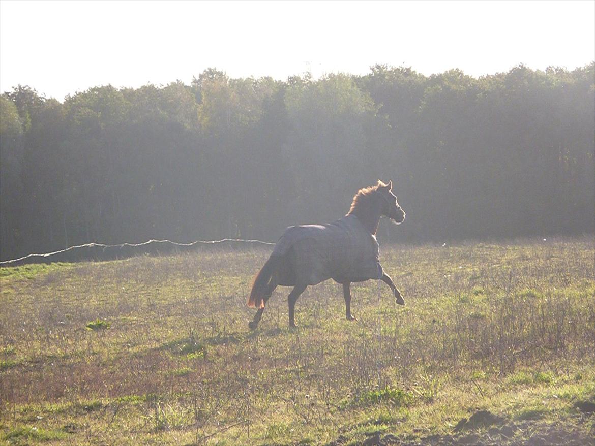 Dansk Varmblod DonnarinaF billede 11
