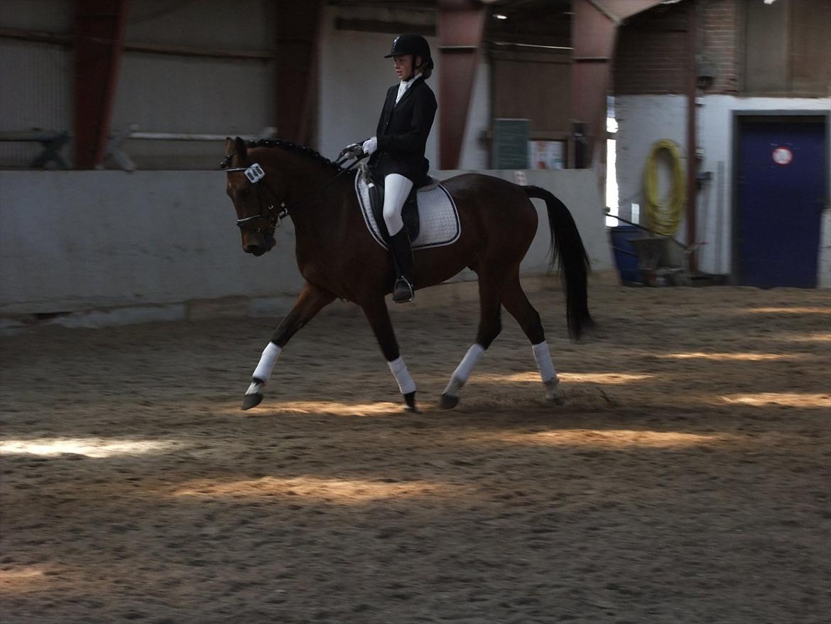 Anden særlig race Alonso billede 5