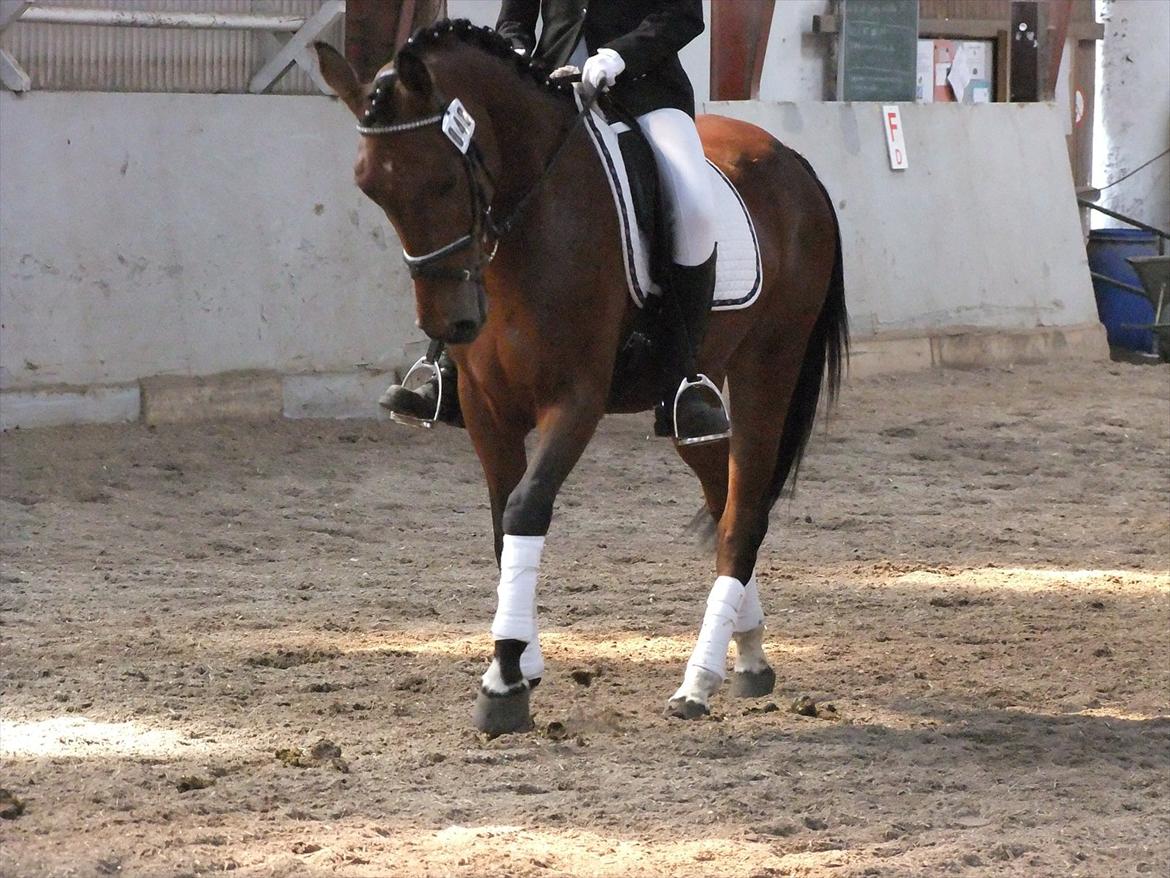 Anden særlig race Alonso billede 6