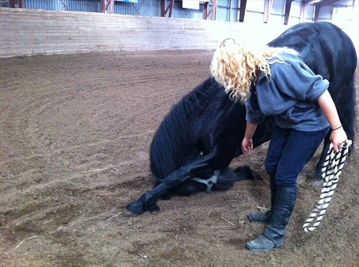 Merens de Cheval Nomeo Degamas - Velkommen til Nomeo's profil <3 billede 1