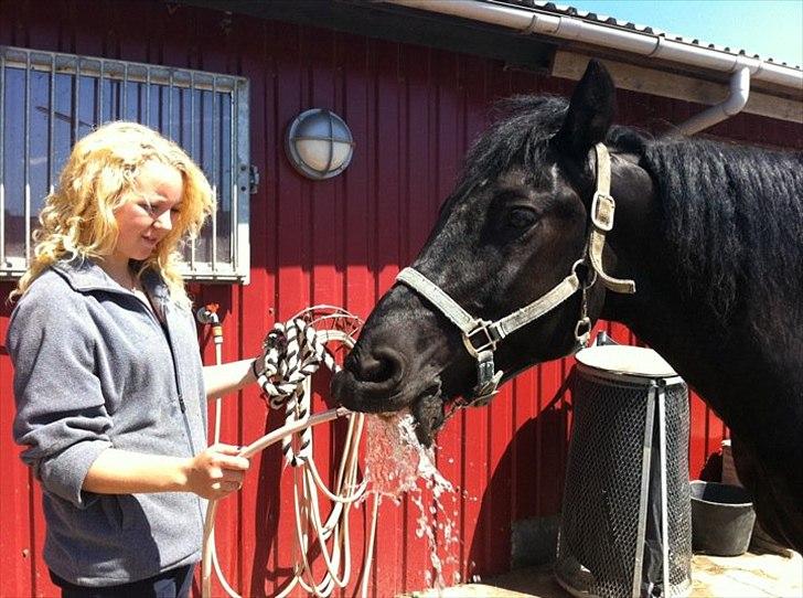 Merens de Cheval Nomeo Degamas billede 2