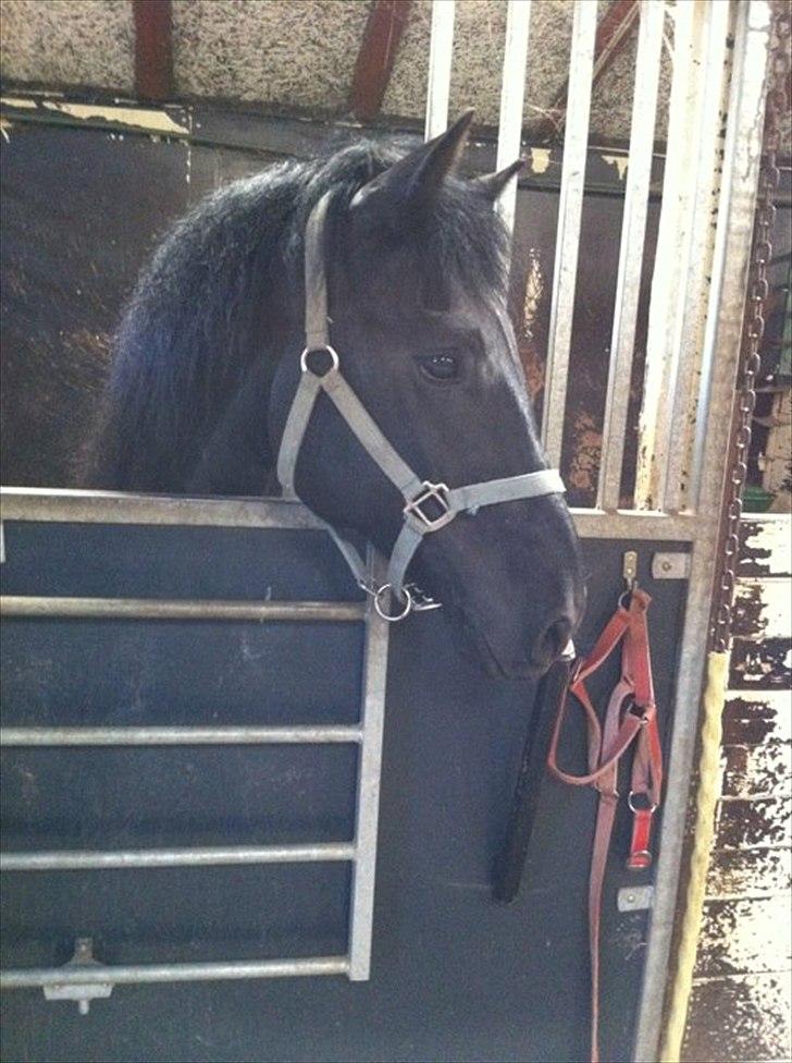 Merens de Cheval Nomeo Degamas billede 5