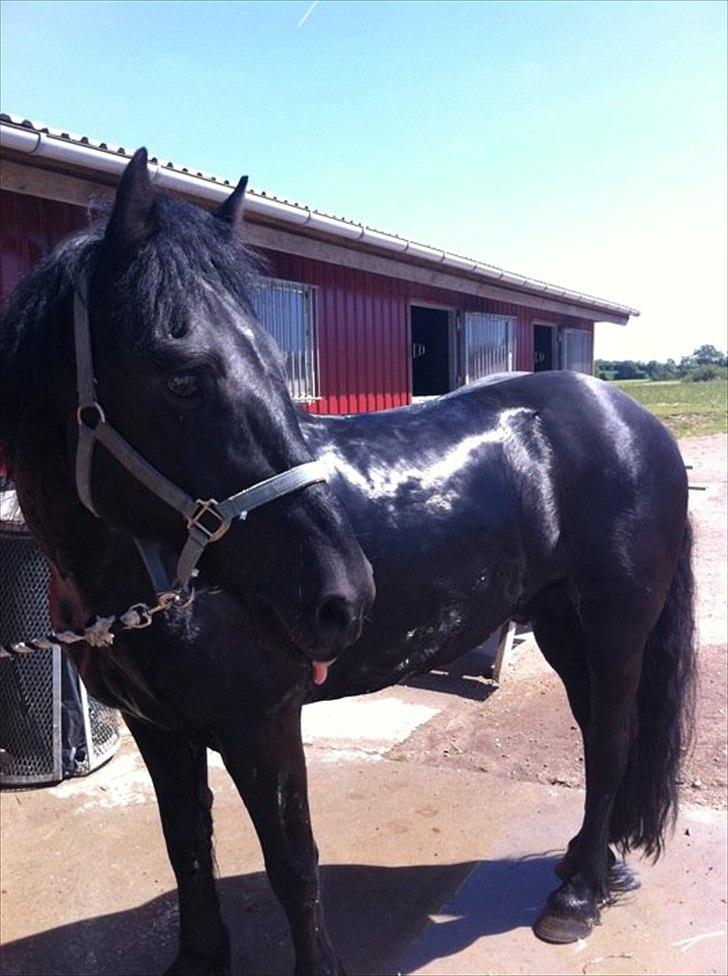 Merens de Cheval Nomeo Degamas billede 6