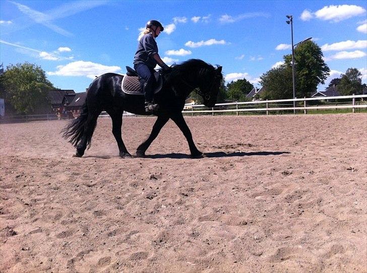 Merens de Cheval Nomeo Degamas billede 7