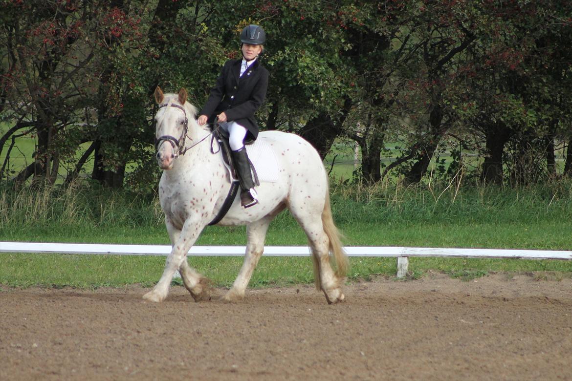 Anden særlig race julius <3 billede 15