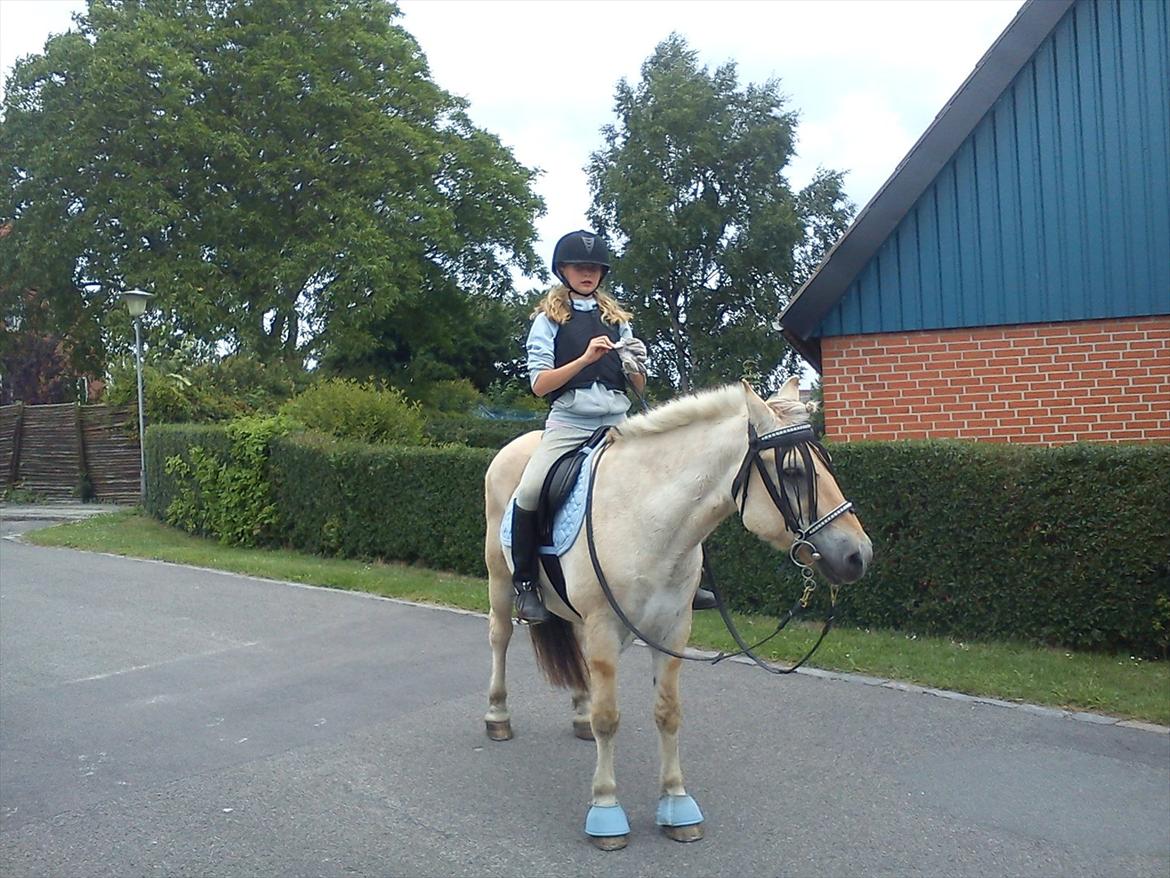 Fjordhest søborg mr. georg (min bedste ven :*) R.I.P billede 1