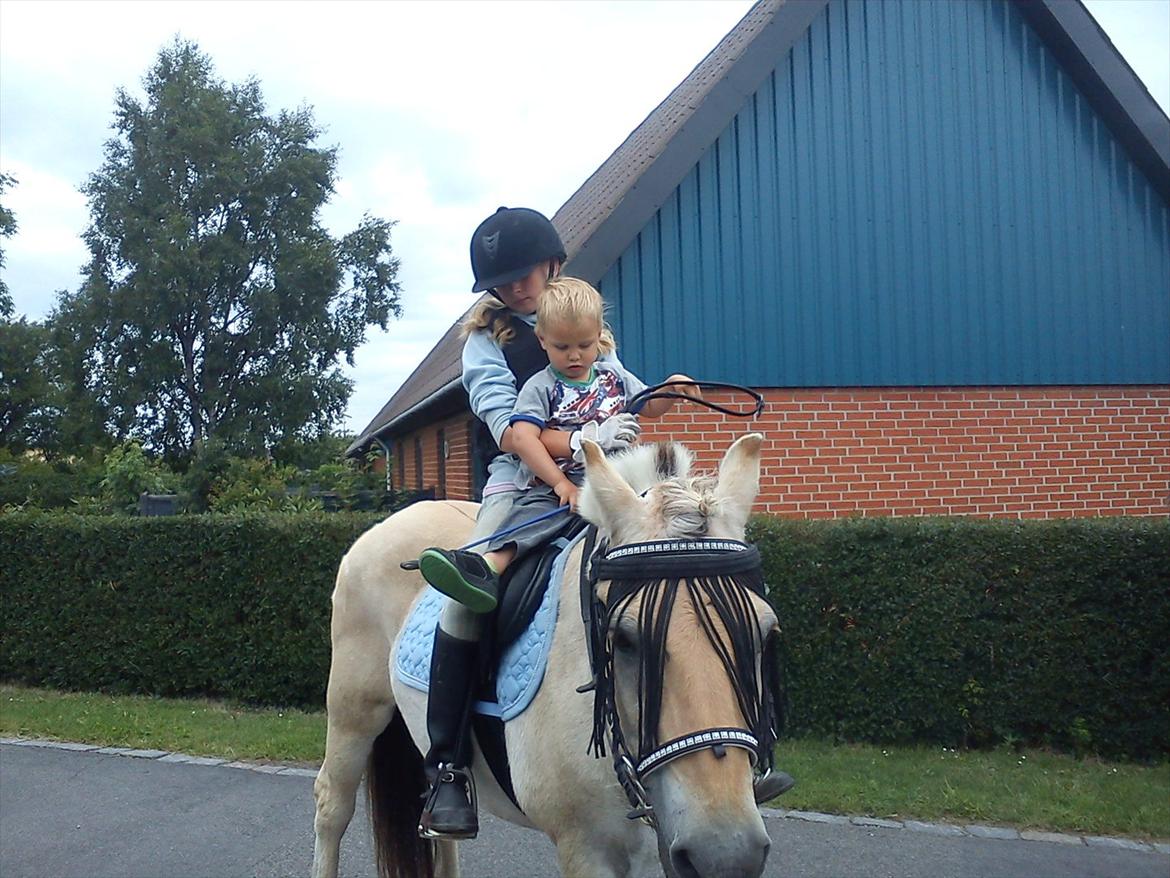 Fjordhest søborg mr. georg (min bedste ven :*) R.I.P billede 2