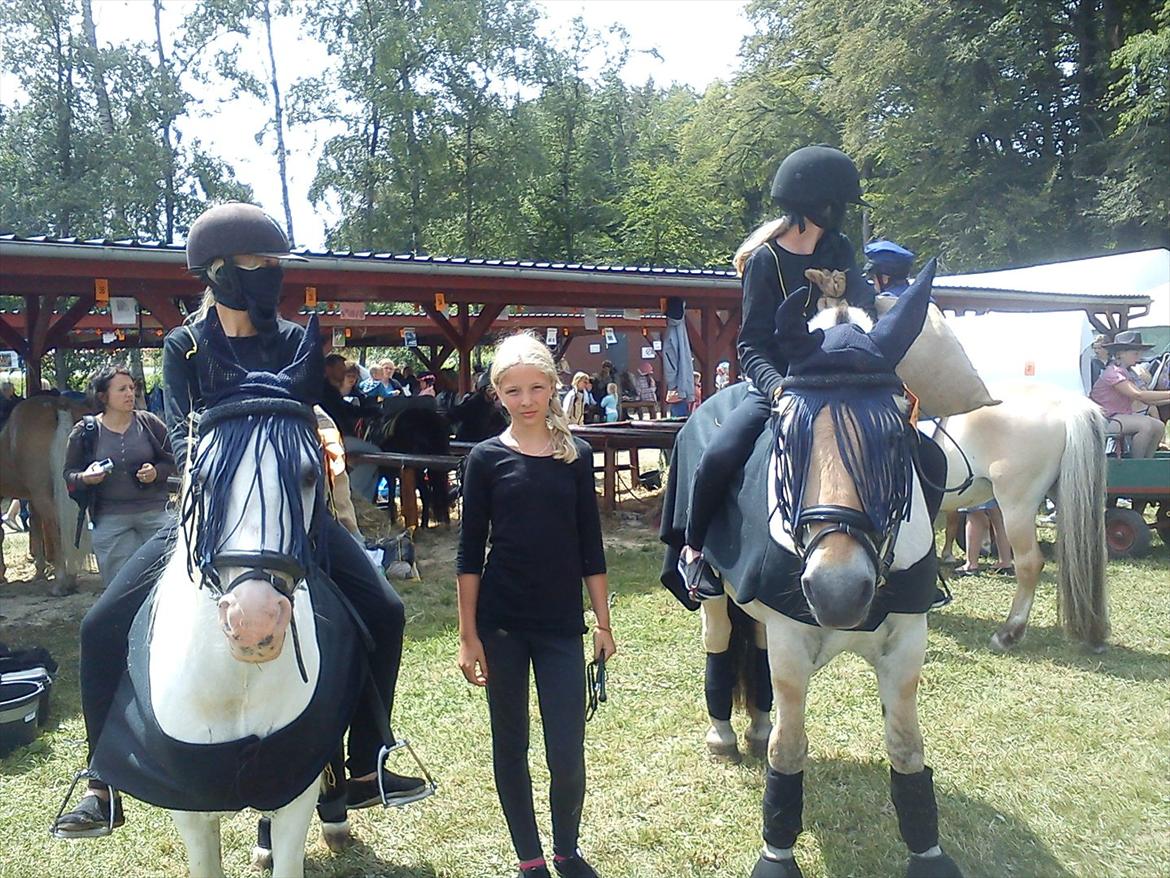 Fjordhest søborg mr. georg (min bedste ven :*) R.I.P billede 6