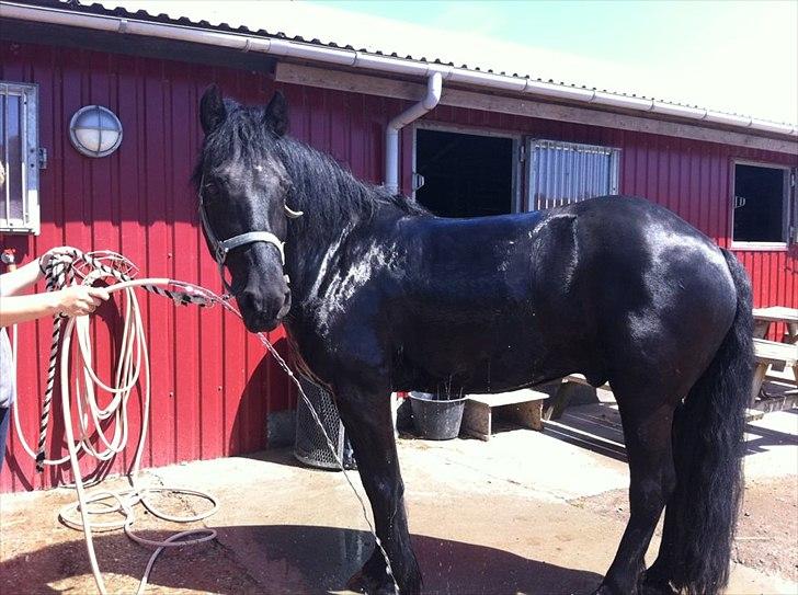 Merens de Cheval Nomeo Degamas billede 8