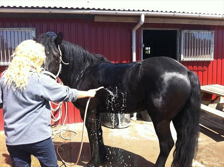 Merens de Cheval Nomeo Degamas billede 9