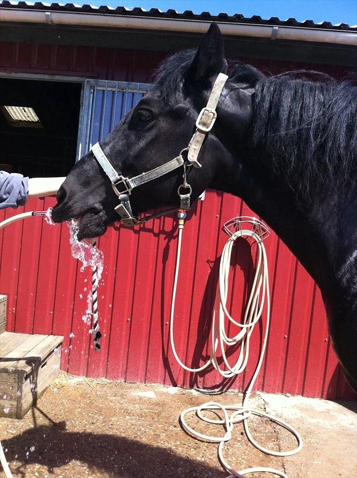 Merens de Cheval Nomeo Degamas billede 12