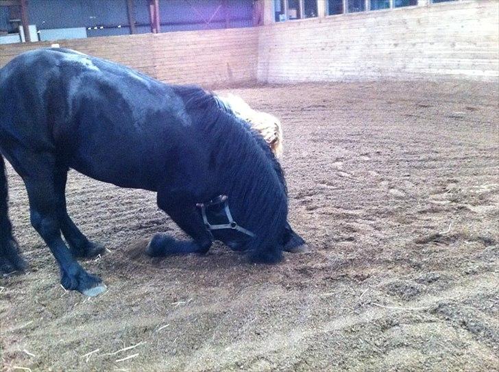 Merens de Cheval Nomeo Degamas billede 14