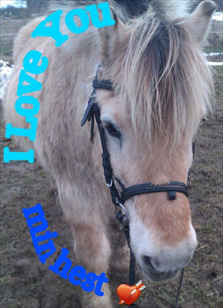 Fjordhest søborg mr. georg (min bedste ven :*) R.I.P billede 9