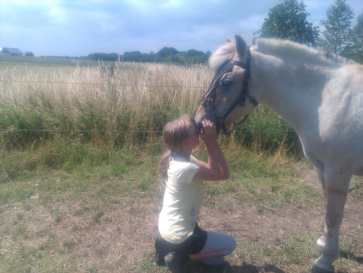 Fjordhest søborg mr. georg (min bedste ven :*) R.I.P billede 11