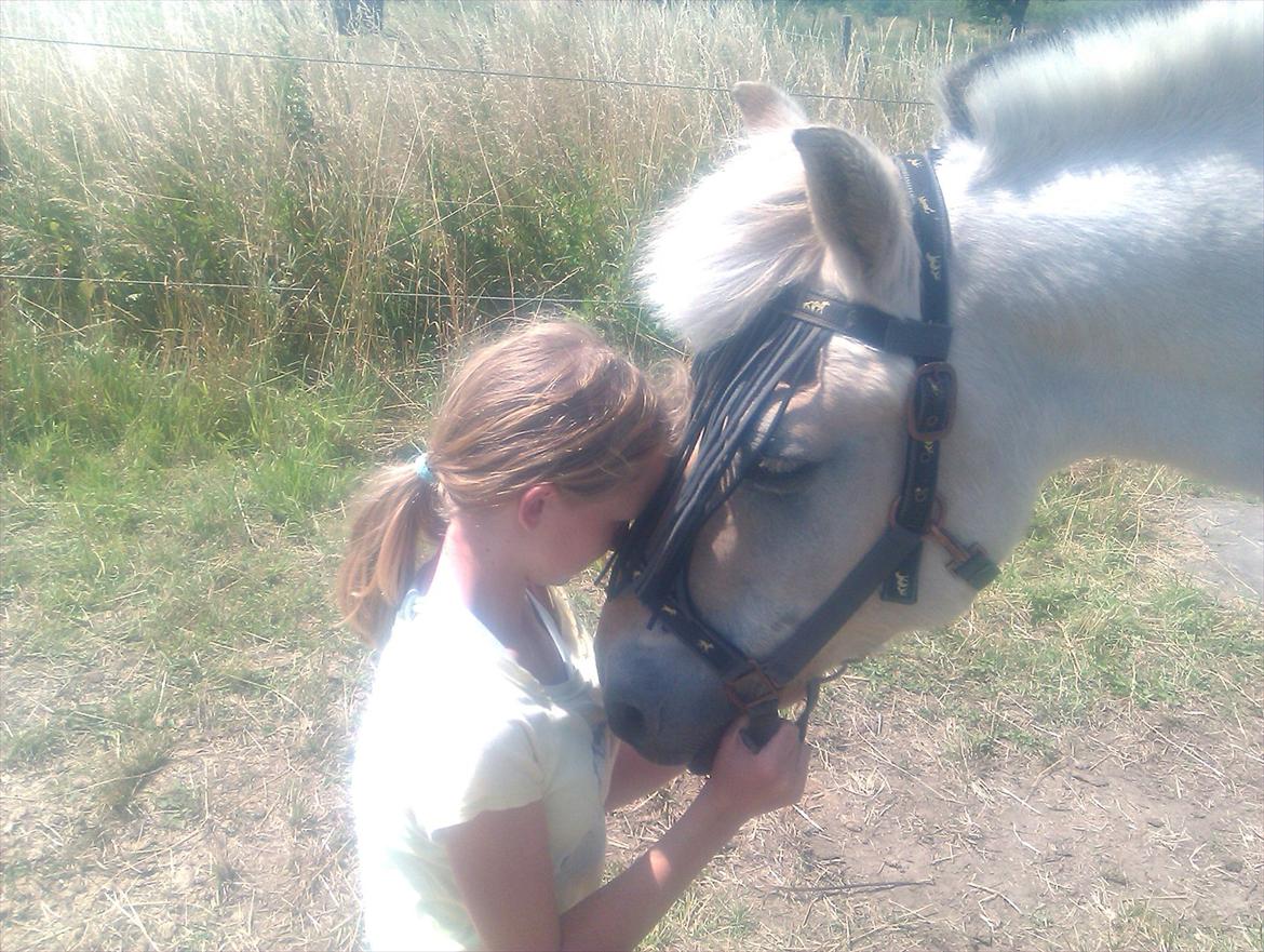 Fjordhest søborg mr. georg (min bedste ven :*) R.I.P billede 12