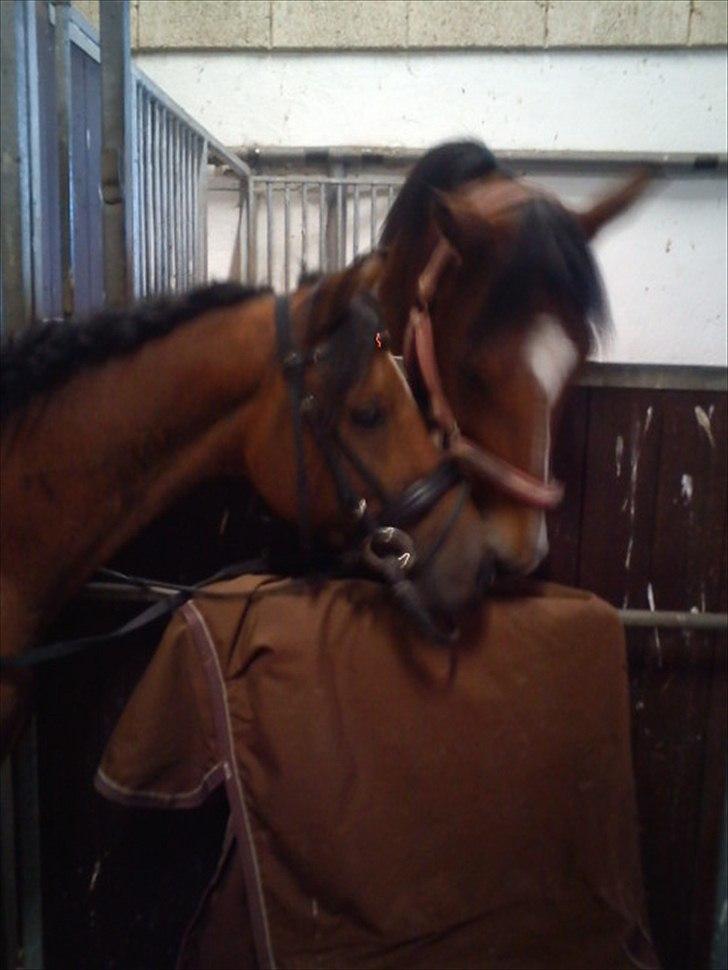 Welsh Pony (sec B) Bjerregårds Tyfon - tyfon og jackson skal lige nusse til hinanden:) billede 2