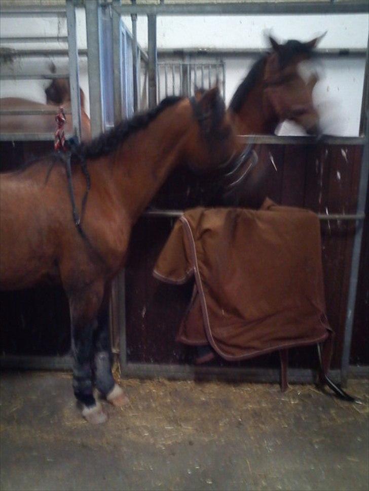 Welsh Pony (sec B) Bjerregårds Tyfon - tyfon sammen med jackson inde i stalden billede 3