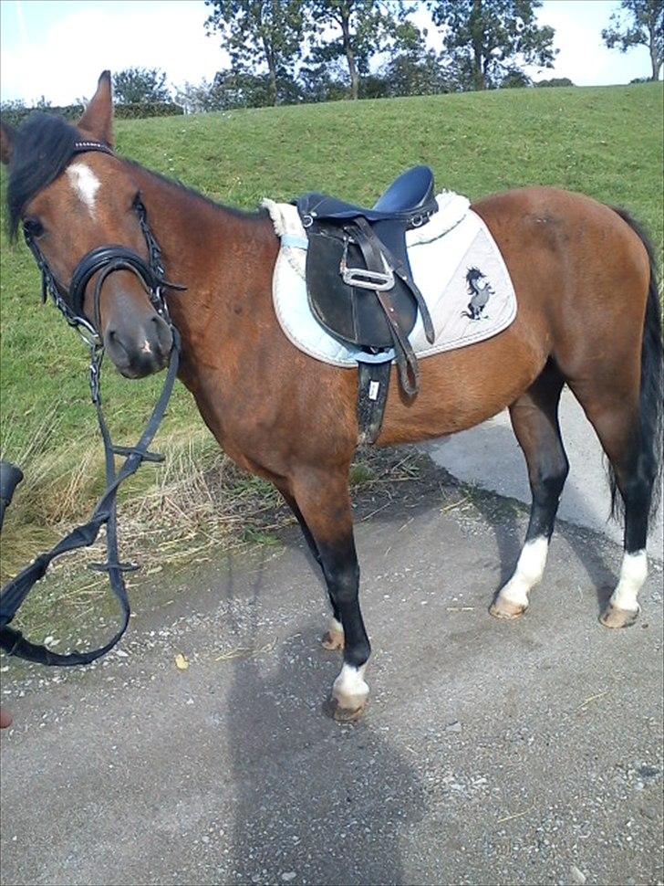 Welsh Pony (sec B) Bjerregårds Tyfon - tyfon på ridebanen i sønderjylland han er så fin:D billede 4