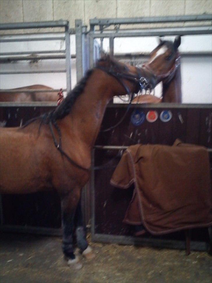 Welsh Pony (sec B) Bjerregårds Tyfon - bjerregårds tyfon sammen med bjerregårds sir jackson i sønderjylland. billede 5