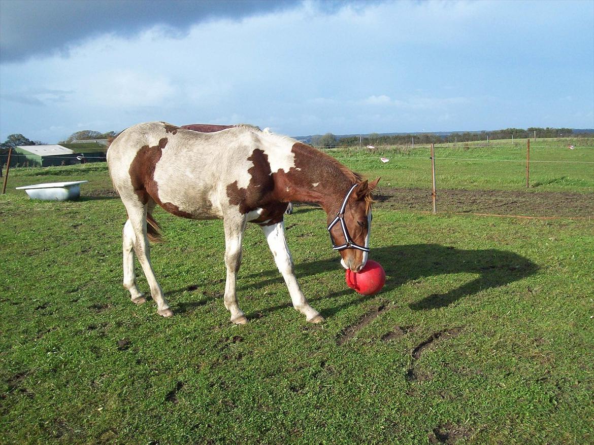 Pinto TAROCK  - D.19.10.11 tarock har fået en bold til folden billede 15